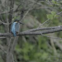 今年も賑やかになって・・・カワセミ