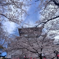 小倉城の桜