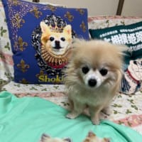 これって絶対着れないじゃん！