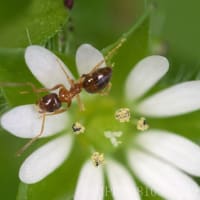 冬から春へ（3月中下旬）