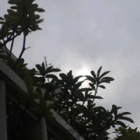 通りすがり花写メ〓４月17日21時28分〓