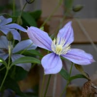 花には心地よい季節ですね。秋の花が咲き始めています。