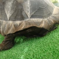 アルダブラゾウガメ