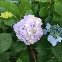 まだ紫陽花でいい？