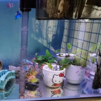 下段水槽の水換え,06/11