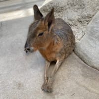 娘家族と「神戸どうぶつ王国」へ　　②