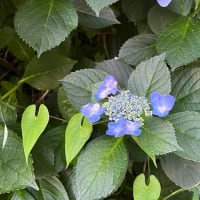 《もどり道》…たまには振り返って　しみじみ思う時があっても良い