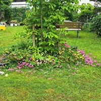 ゴールデン草取りウィーク・キーウイ、ブルーベリーの花・イチゴ・リンゴ・癒しの庭