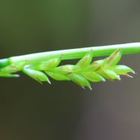 ハシナガカンスゲ （カヤツリグサ科） Carex phaeodon T.Koyama 