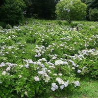 前橋、荻窪公園　アジサイ園