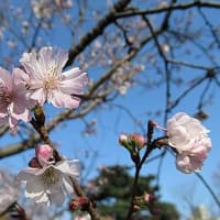 季節の花「十月桜」