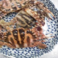 たまにはお魚情報を(＾＾)
