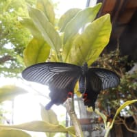 さで梅雨