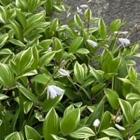 もみじ　花から実へ