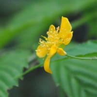 朝の散歩　キキョウの花　　　26