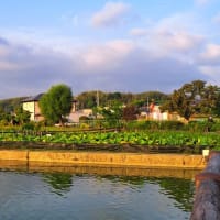 朝の散歩　平池公園　46　5.16～20