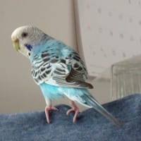 人もインコもダイエットは大変…