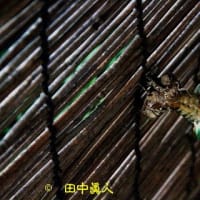 脱皮中、殻破りのクマゼミも簾にすがる