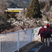 観梅ウォーク（大心苑）＜３月１日（土）＞