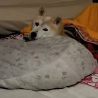 クリンへの想いは尽きなくて・・・289