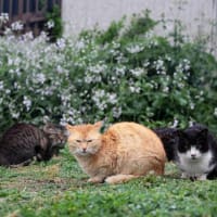 九州D島の猫たち　2025年4月　その1