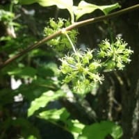 これって山菜？