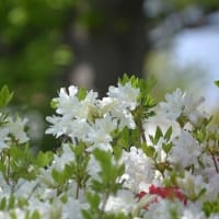 葉桜と躑躅
