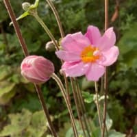 現代人の寿命は長すぎる