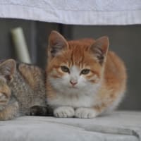 Dos gatitos