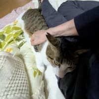 クリンへの想いは尽きなくて・・・306（クー君のこと）