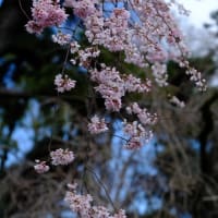 京都御苑の糸桜（2024年）