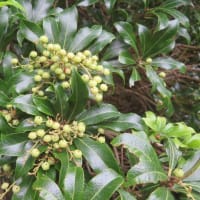 凡のひとりごと　　　　　　箱根山