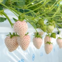 🌸春の陽に色めく「真珠姫」🕊️
