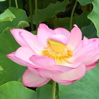 蓮の花