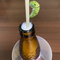 秋のアゲハ蝶