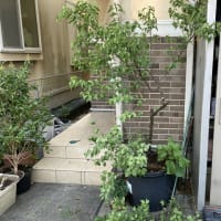 梅の木の剪定