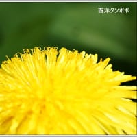 あっという間に満開に