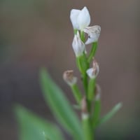 a flower