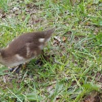 中島公園のカルガモ（2025年6月18日）