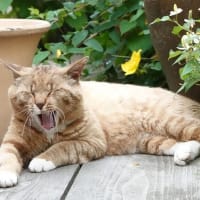 職場に来る猫