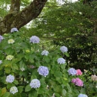 矢田寺
