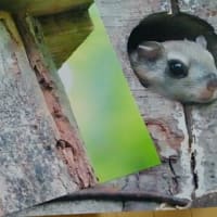 モモちゃん母さん、お子さん何人？（北海道沙流郡日高町　山日高）