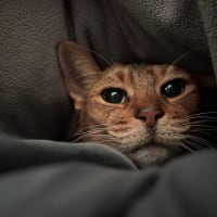 猫と布団とコタツ+パソコン+コーヒー＝幸せ空間