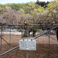 龍蔵寺の藤