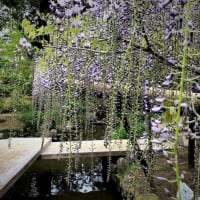 奈良　春日大社萬葉植物園内の藤園にて