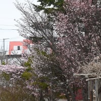 4月の4枚 「寒空の桜」
