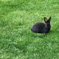 野生のうさぎ・ロックダウン段階的解除その後