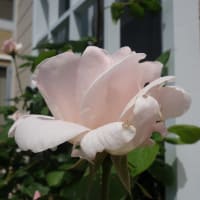 もう５月、庭の薔薇の花が咲き始めました。SONY　RX１００のマクロの威力もどうぞ。