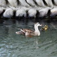 カルガモ赤ちゃん出会いました