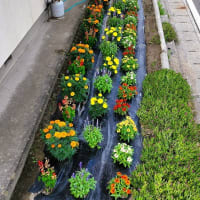 「地域ぐるみでむらじゅう花ざかり事業」の下生坂区南部３常会の花畑の風景